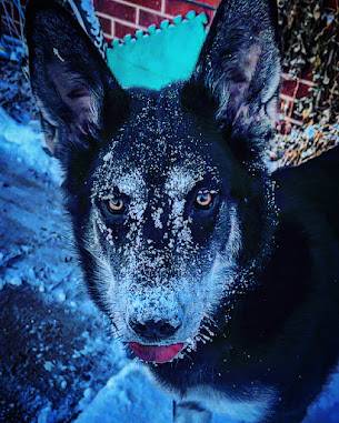 Majestic dog with blue crown